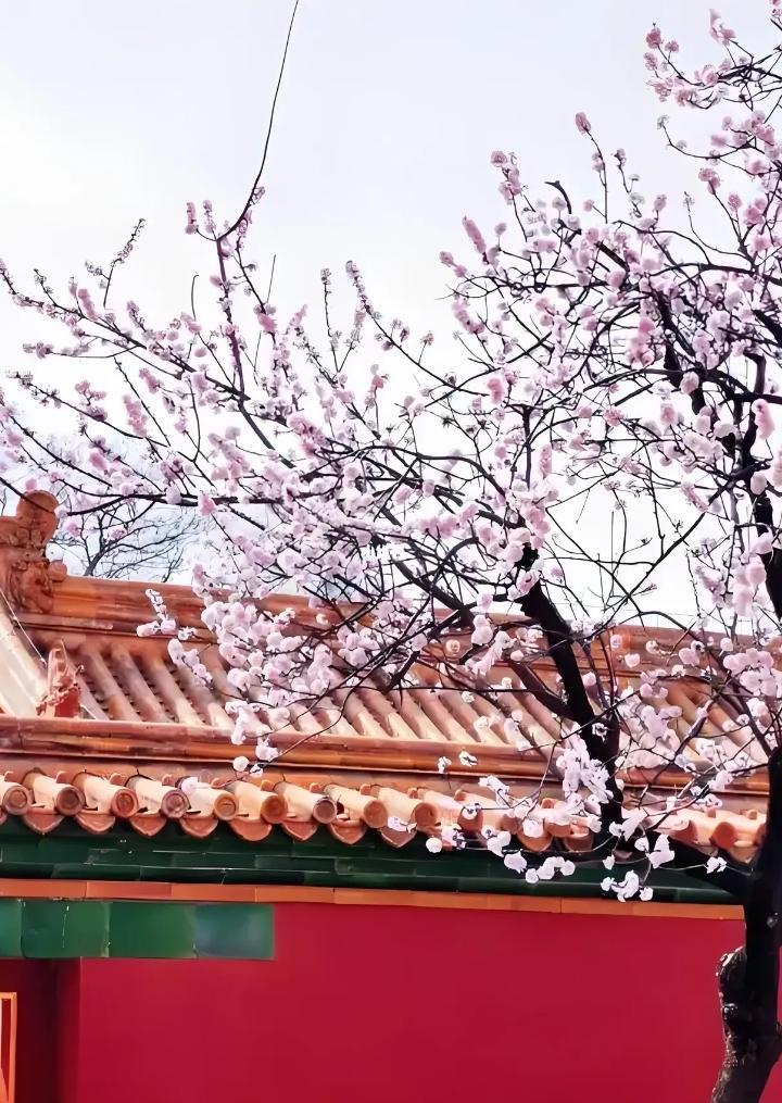 院中红杏无需藏，
伸出墙外又何妨，
本就春暖花开季，
———？

上联：花绽迎春