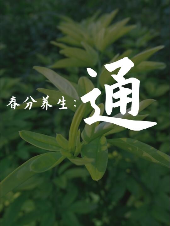 春分｜身弱之人抓住“三通”秘诀，状态拉满
