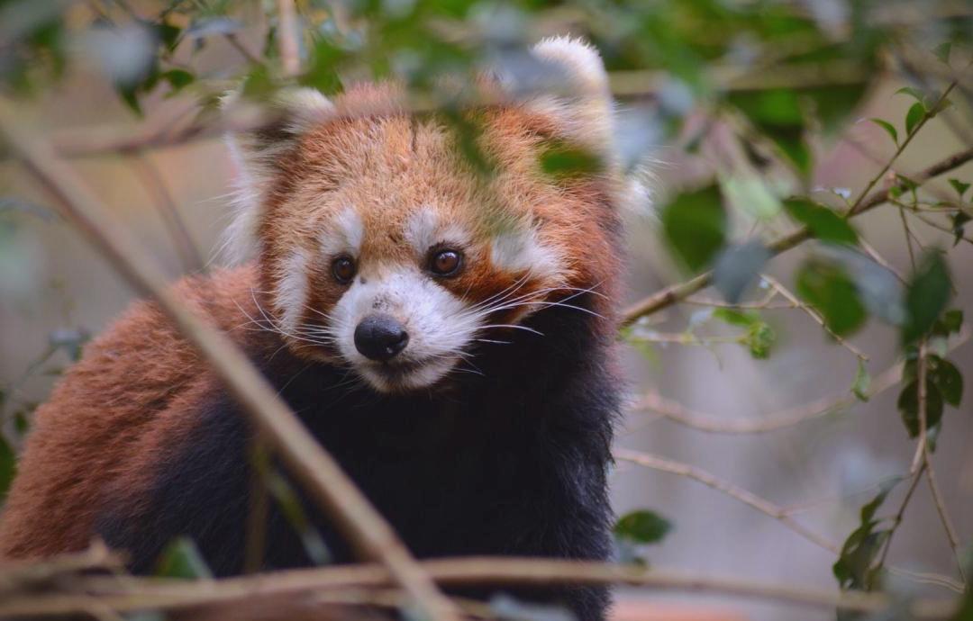 这只浣熊不会是“酒鬼转世”吧！！！


近日，位于美国弗吉尼亚州阿什兰市的一家酒