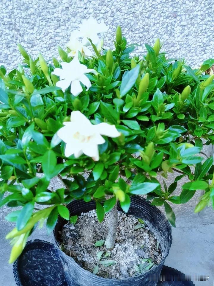 记录我的2026栀子花，香飘飘～[比心]