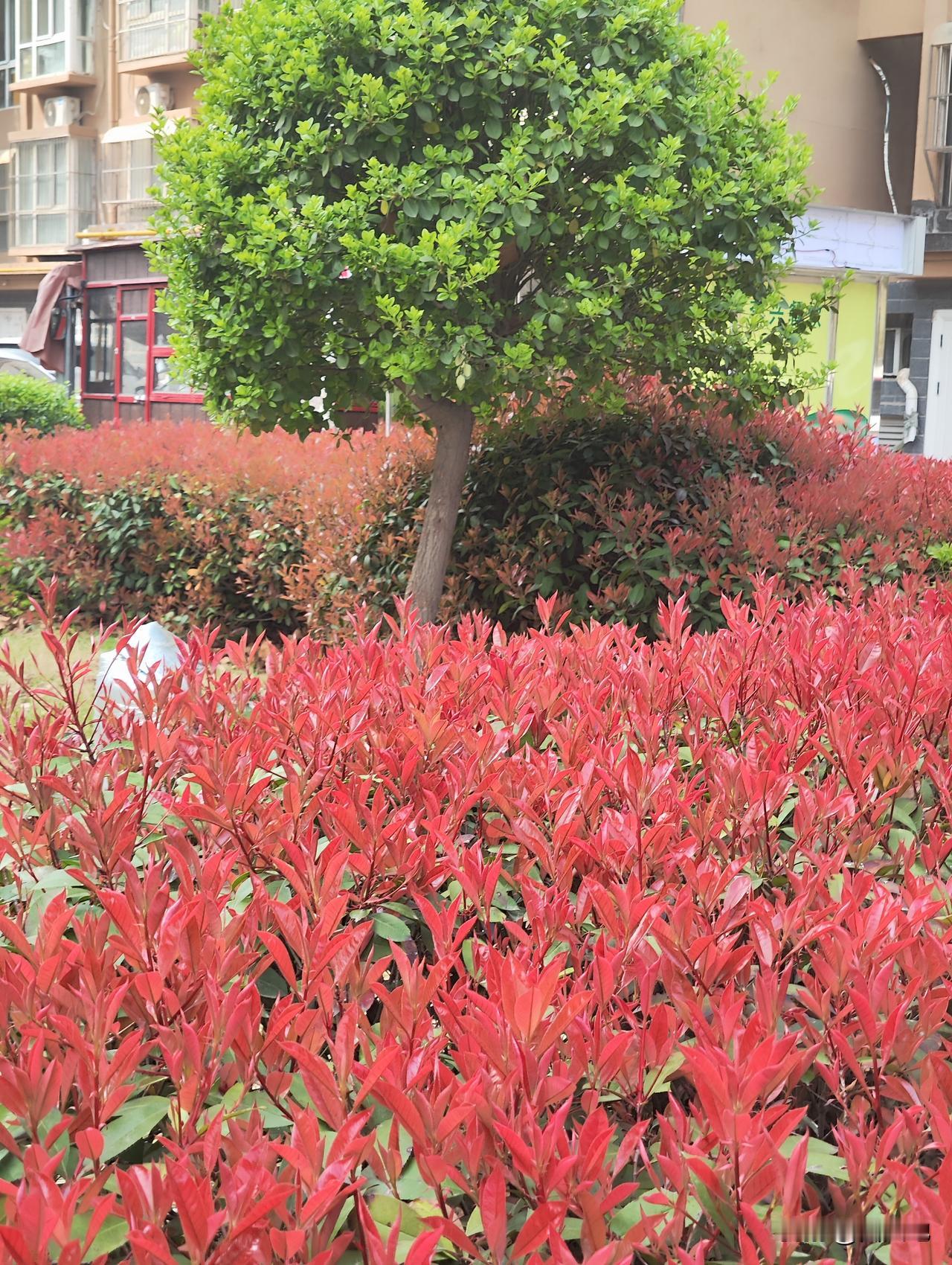 春光明媚，鸟语花香，红叶石楠像雨后春笋长出了红色嫩叶，红彤彤的色彩，一丛红叶，一