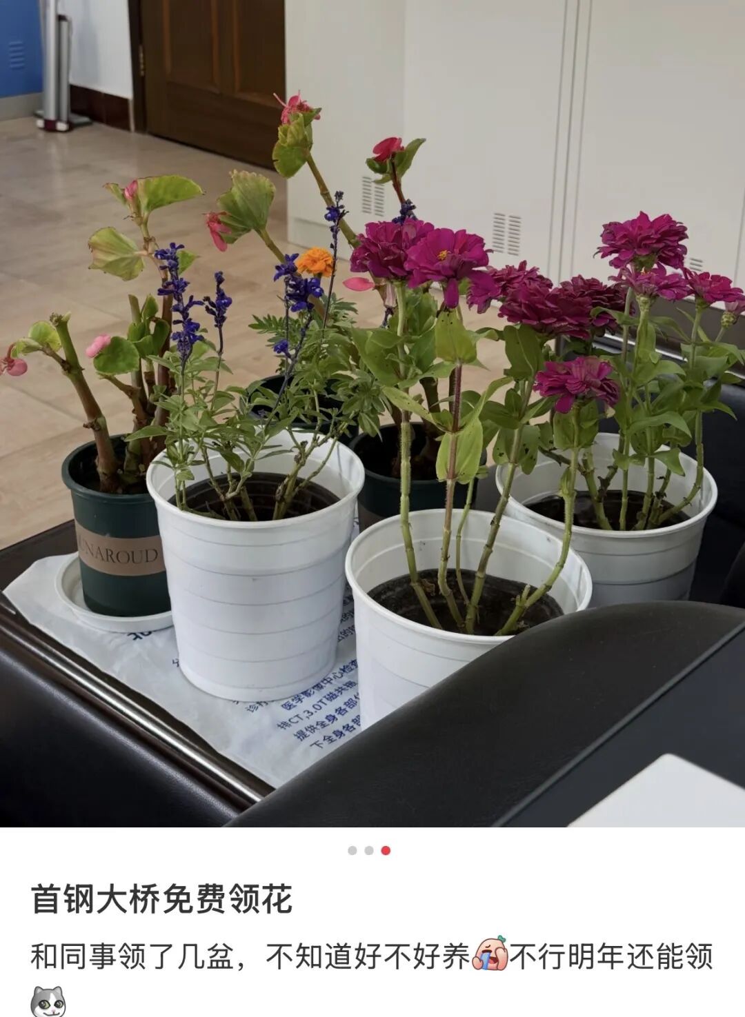 网友晒出领回家的小菊：“国庆退役花领养成功！！”