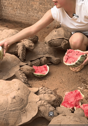 这么好的西瓜🍉给乌龟🐢吃，韩国人看了崩溃，日本人看了流泪![捂脸]