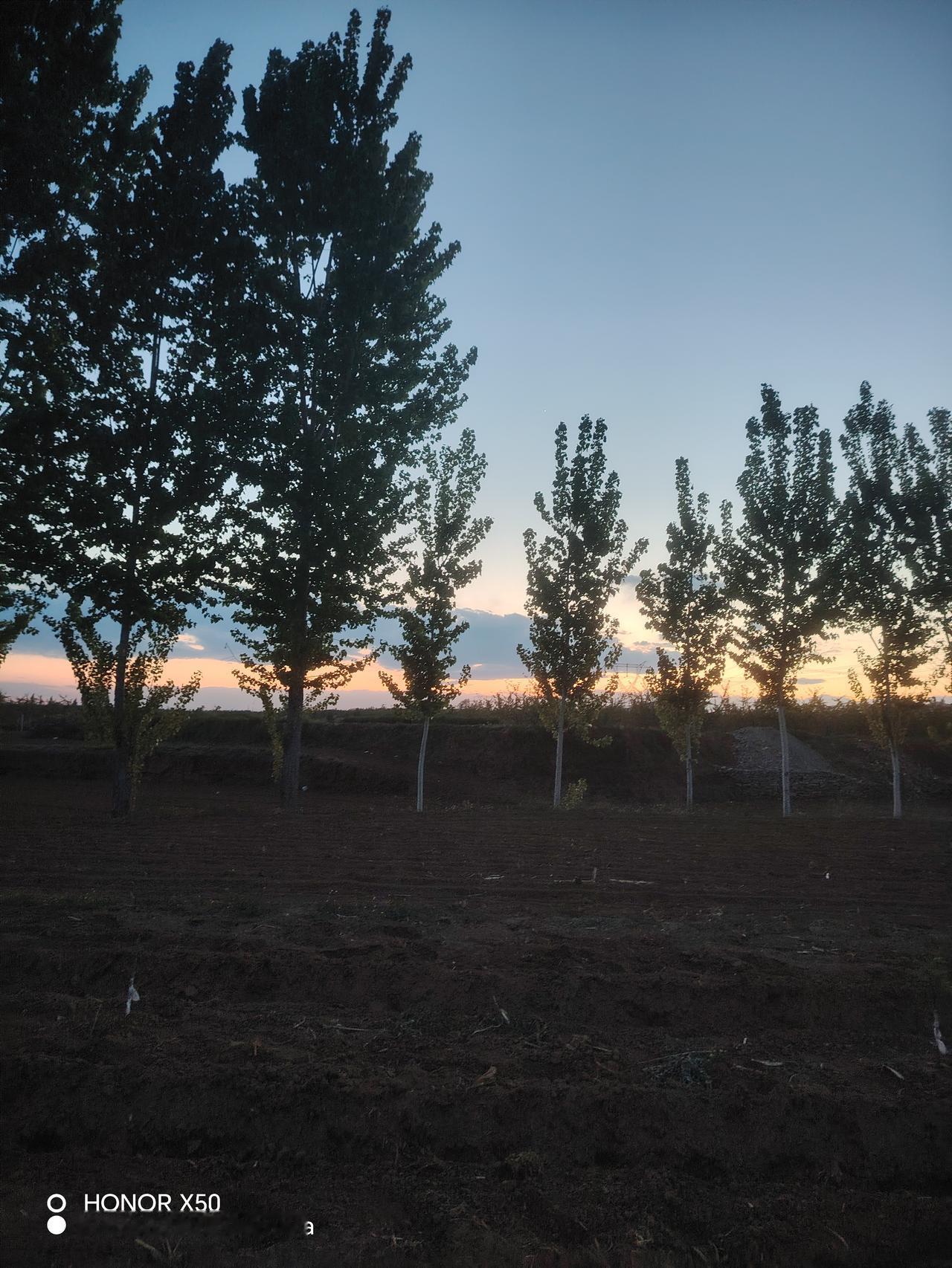 春天的黄昏好美呀！翠绿的大树在夕阳的衬托下，挺拔玉立，威严壮大！