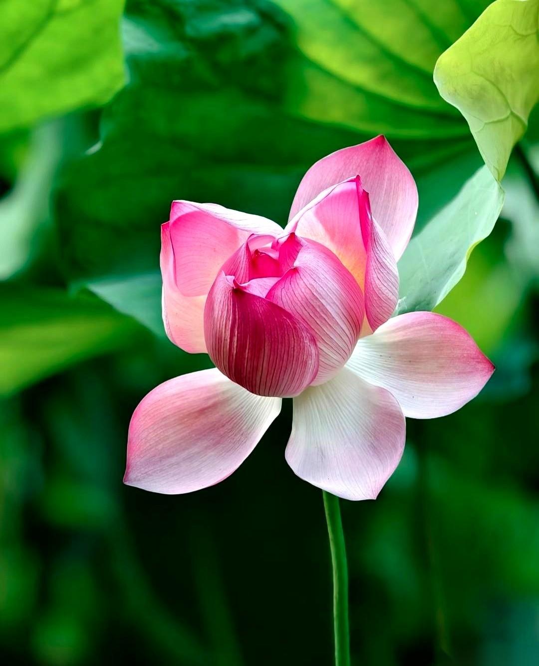 桌上那本老日历，又翻过去一页，露出了“辰月”两个字。
有人说，这是一年里最好的时