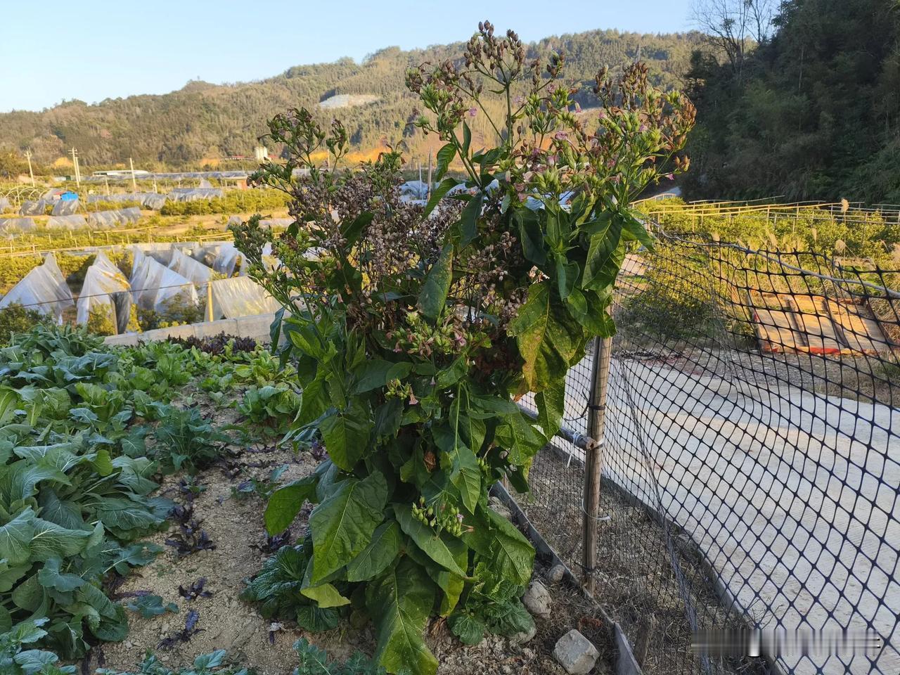 有农村生活经历的朋友，应该见过这棵植物，懂得它用途，知道它名字的有多少呢！