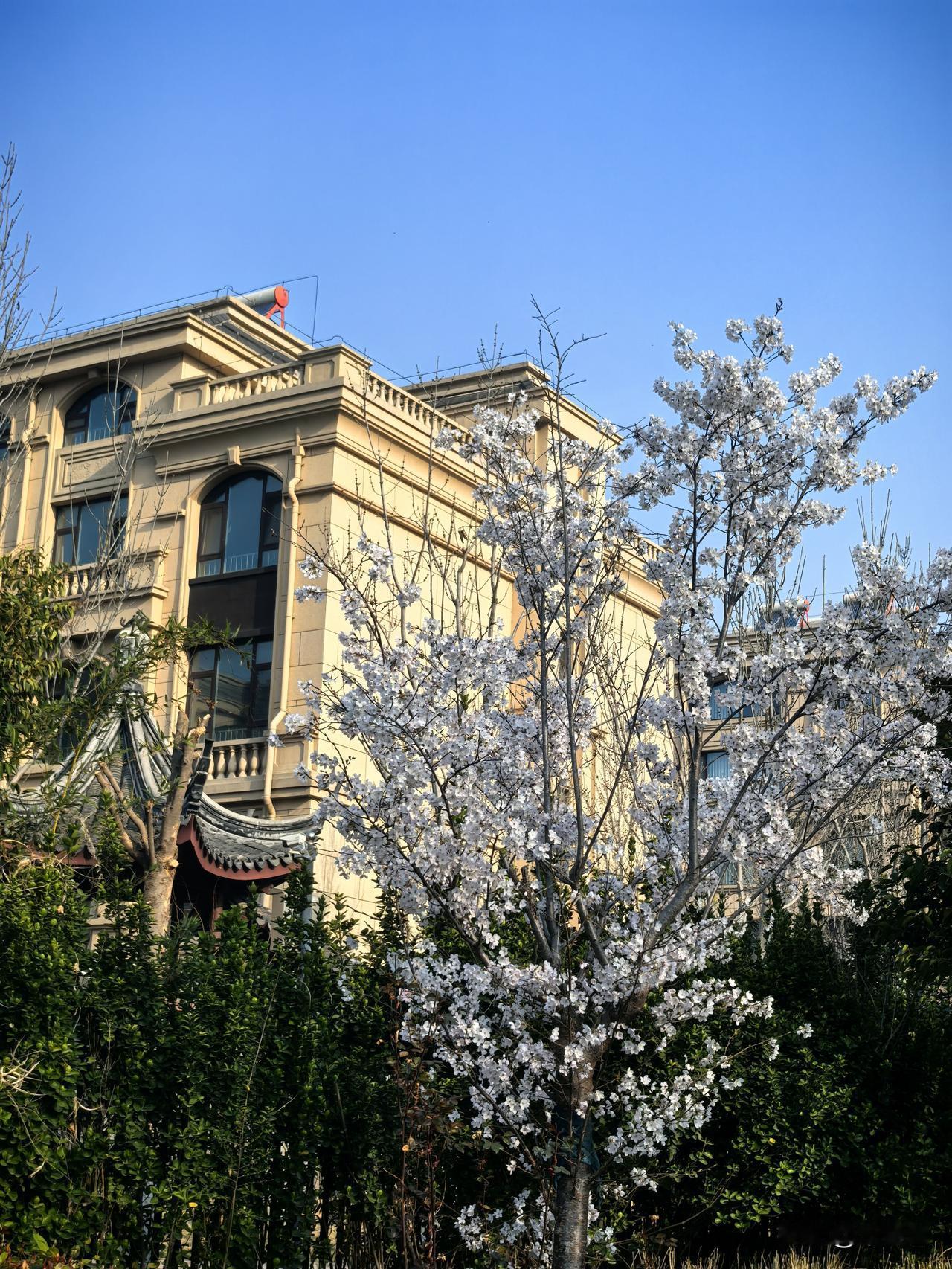 今天早上小区公园继续散步4公里，一路全是花香的味道。