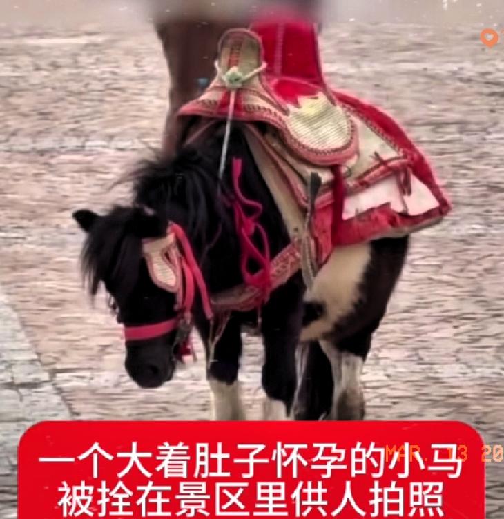 刷到被拴小马的故事，眼泪直接绷不住了！
 
那匹一直低头不动的小马，原来怀着宝宝