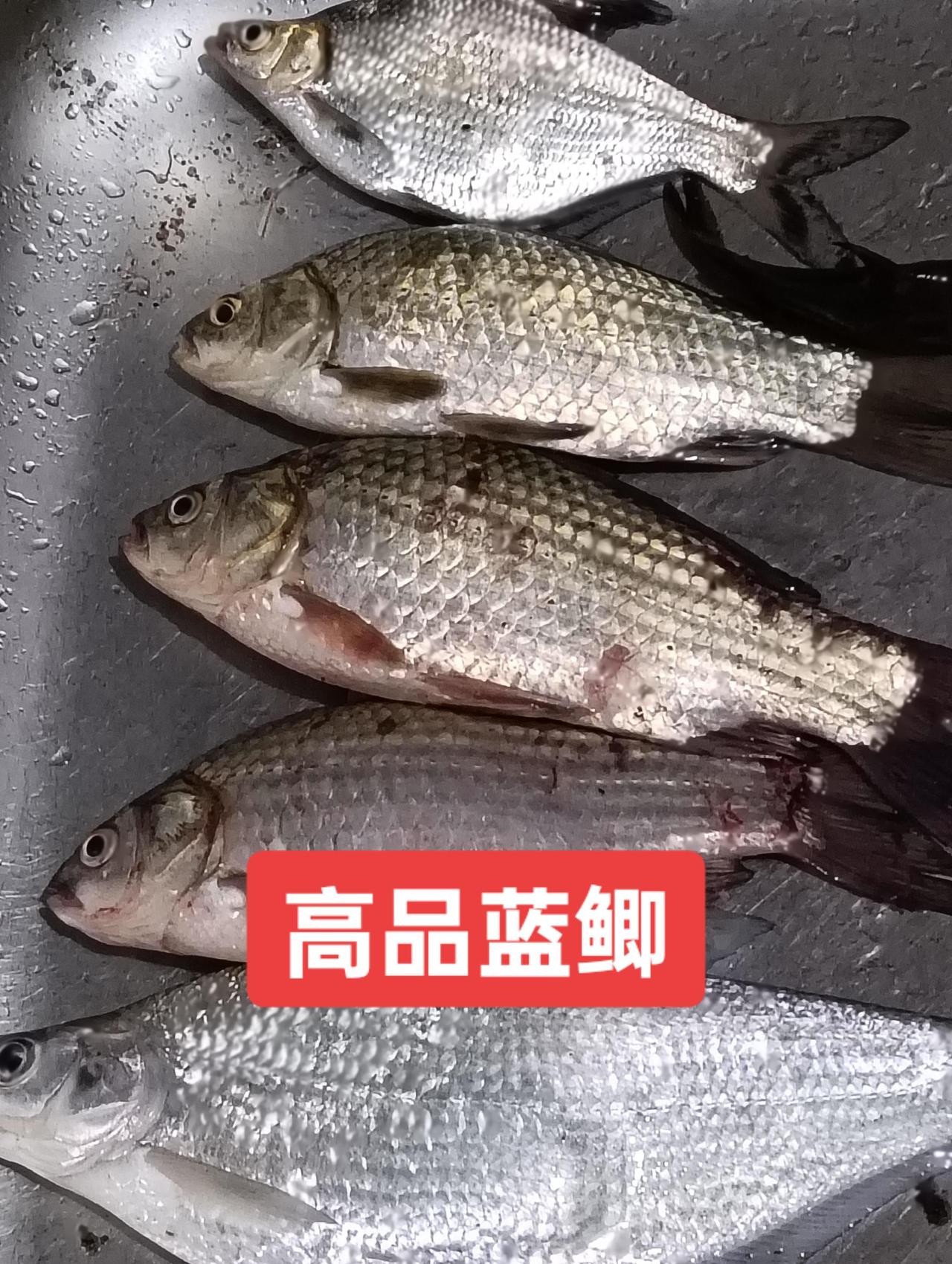 高品蓝鲫