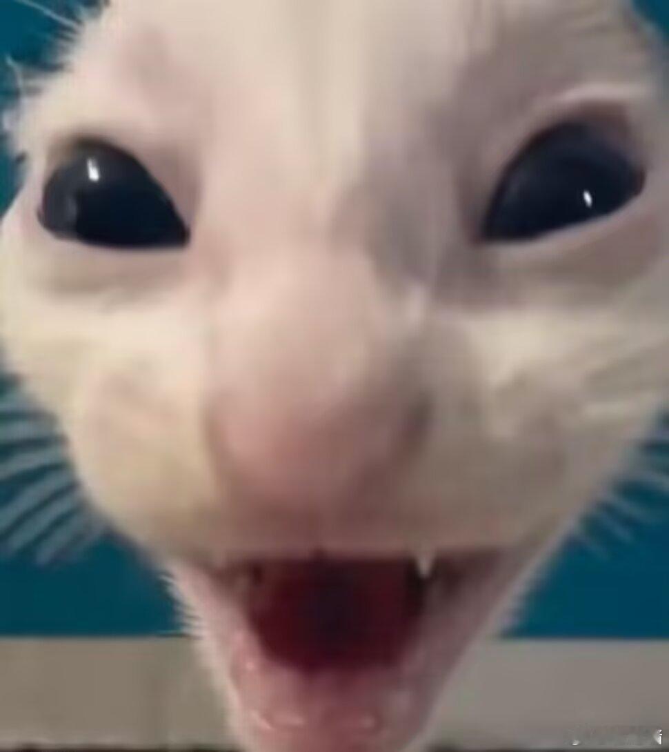 凑猫 