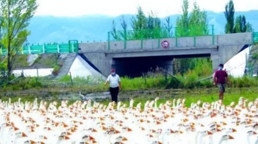 黑龙江一大爷赌上全部身家买了 6000 只大鹅，没想到大雁做起了鹅贩子，一夜之间