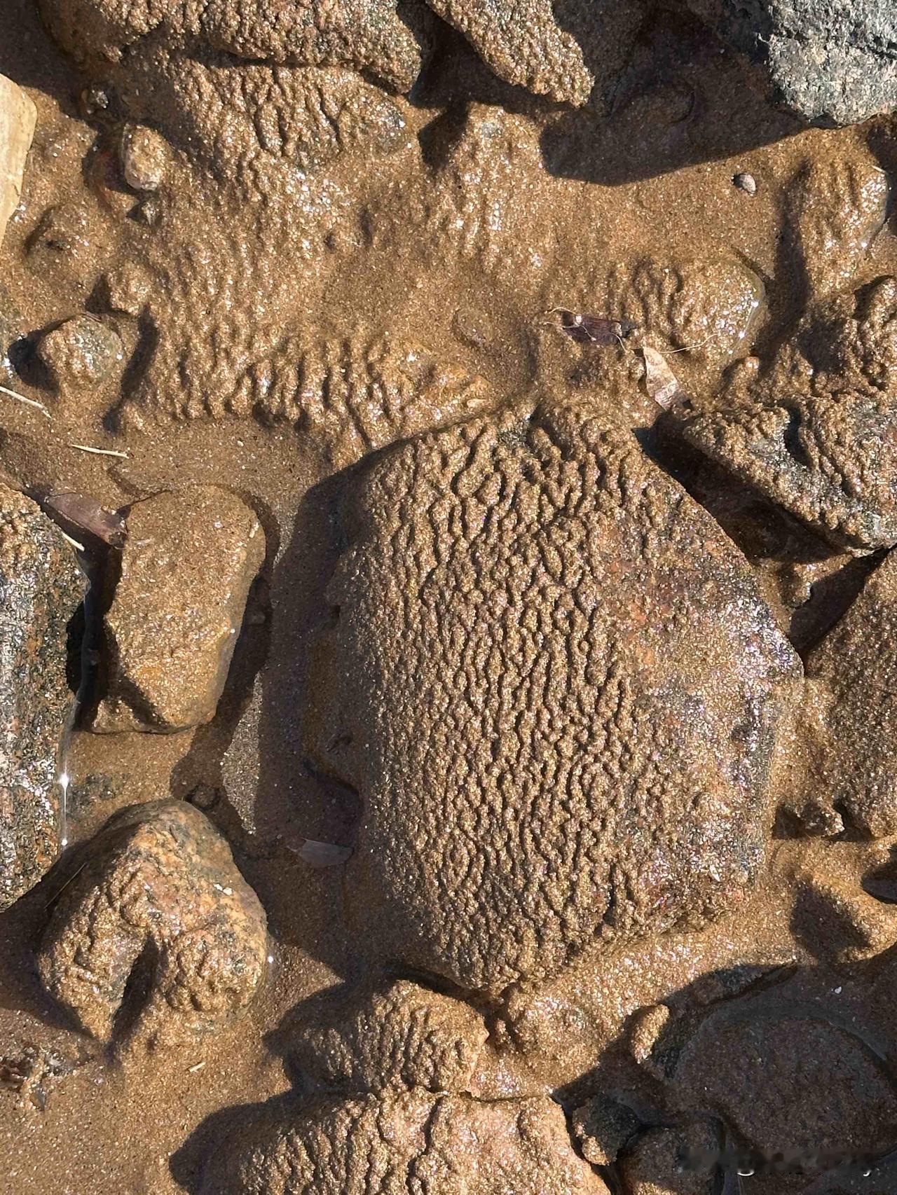 《沙的褶皱》

潮往低处走，把湿意
腌进石的骨缝——
风却偷来干沙，像撒一把碎金