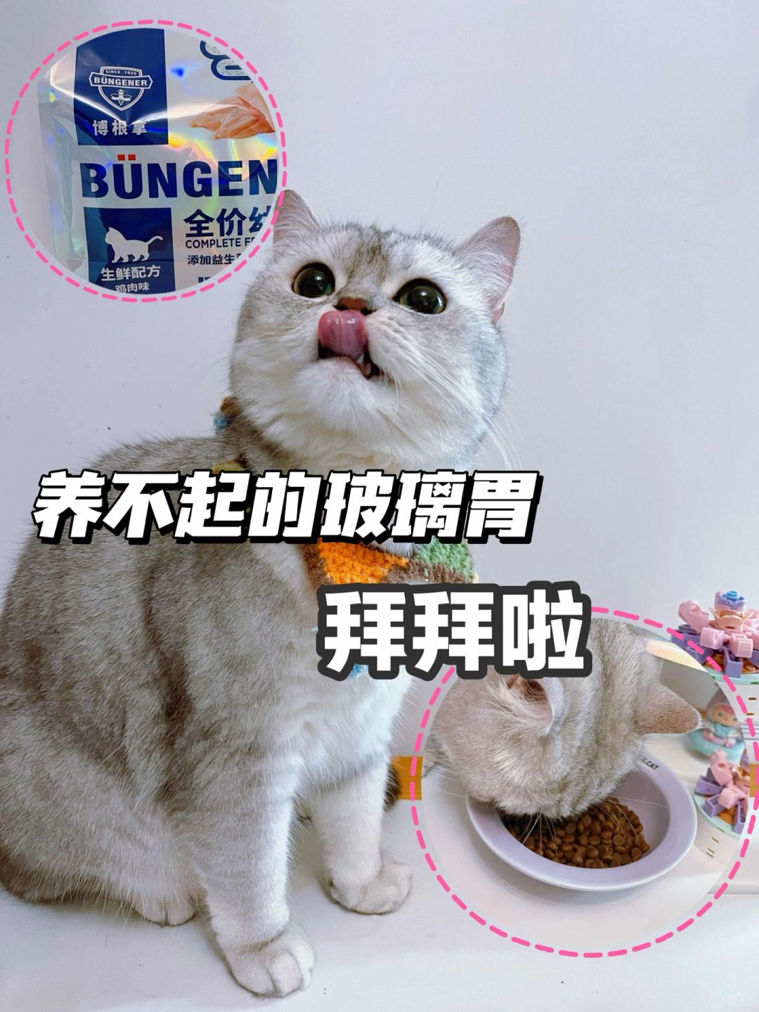 如何搞定一只玻璃胃小猫🐱