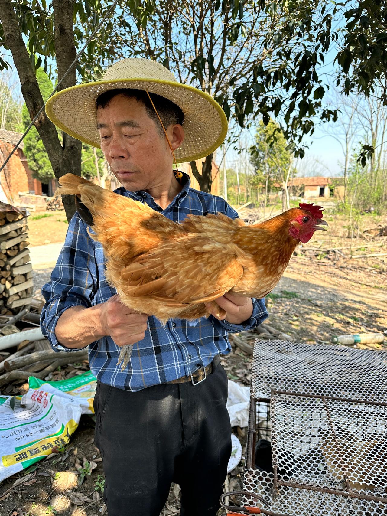 今天和爸爸一起到农户家收的土鸡，都是养了一年多的老母鸡，我们这里每家每户都会养2