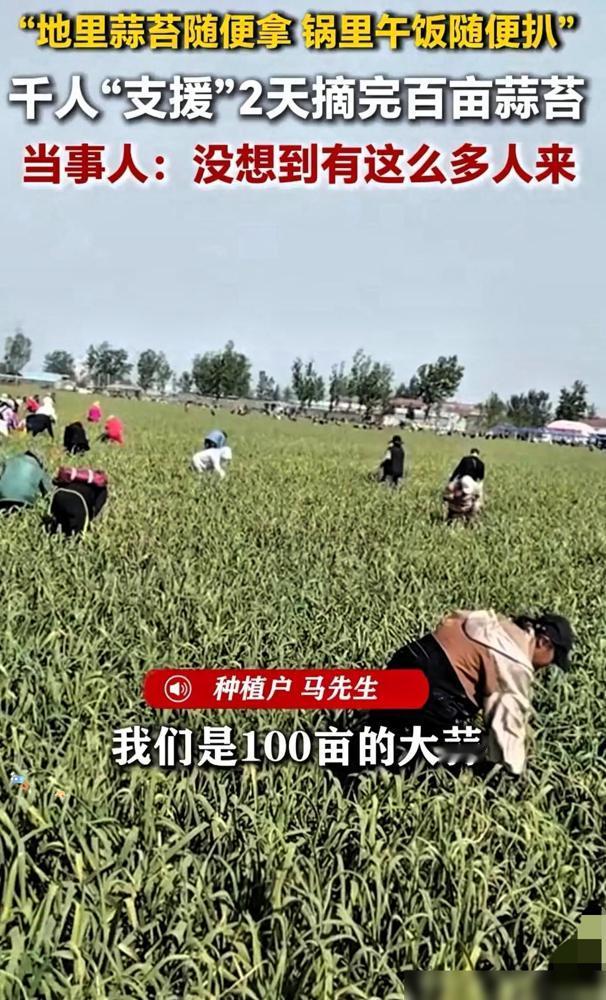 蒜农这波操作，真的把死局盘活了

人怎么能聪明成这样？江苏徐州，男子种了一百多亩