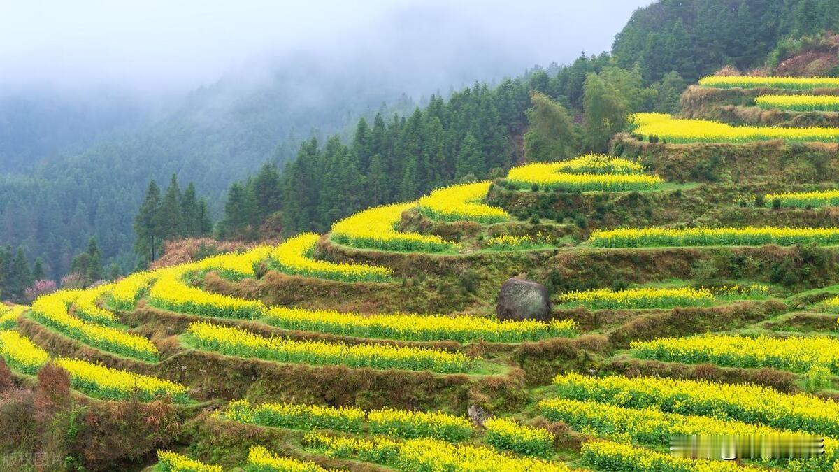 婺源春景

婺源春至绽金妆，
油菜花海映天光。
粉墙黛瓦花间隐，
醉赏田园意未央