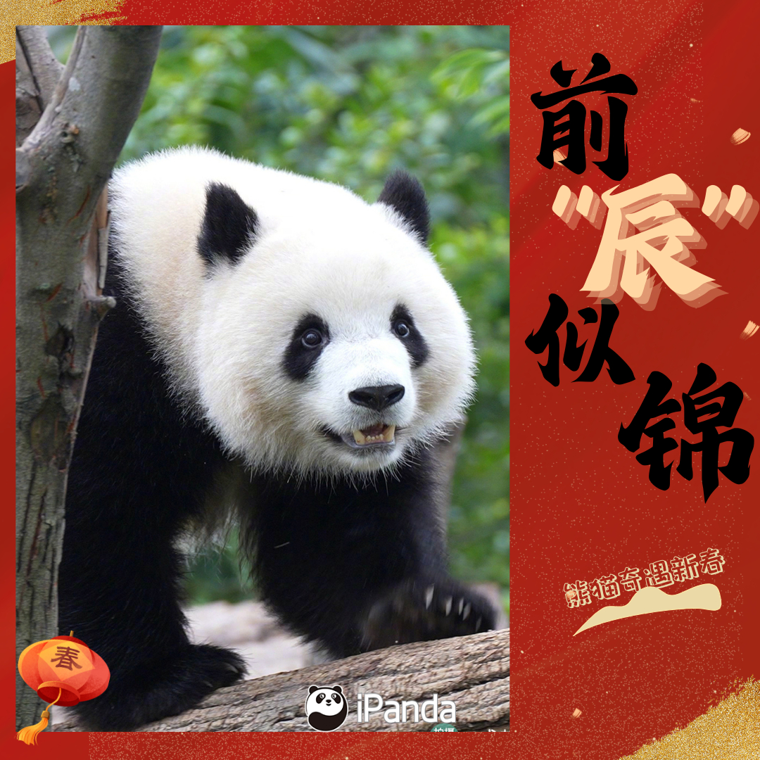 [招财进宝]大年初五，转发接“福”～成都大熊猫繁育研究基地的团子们闪亮登场，祝大