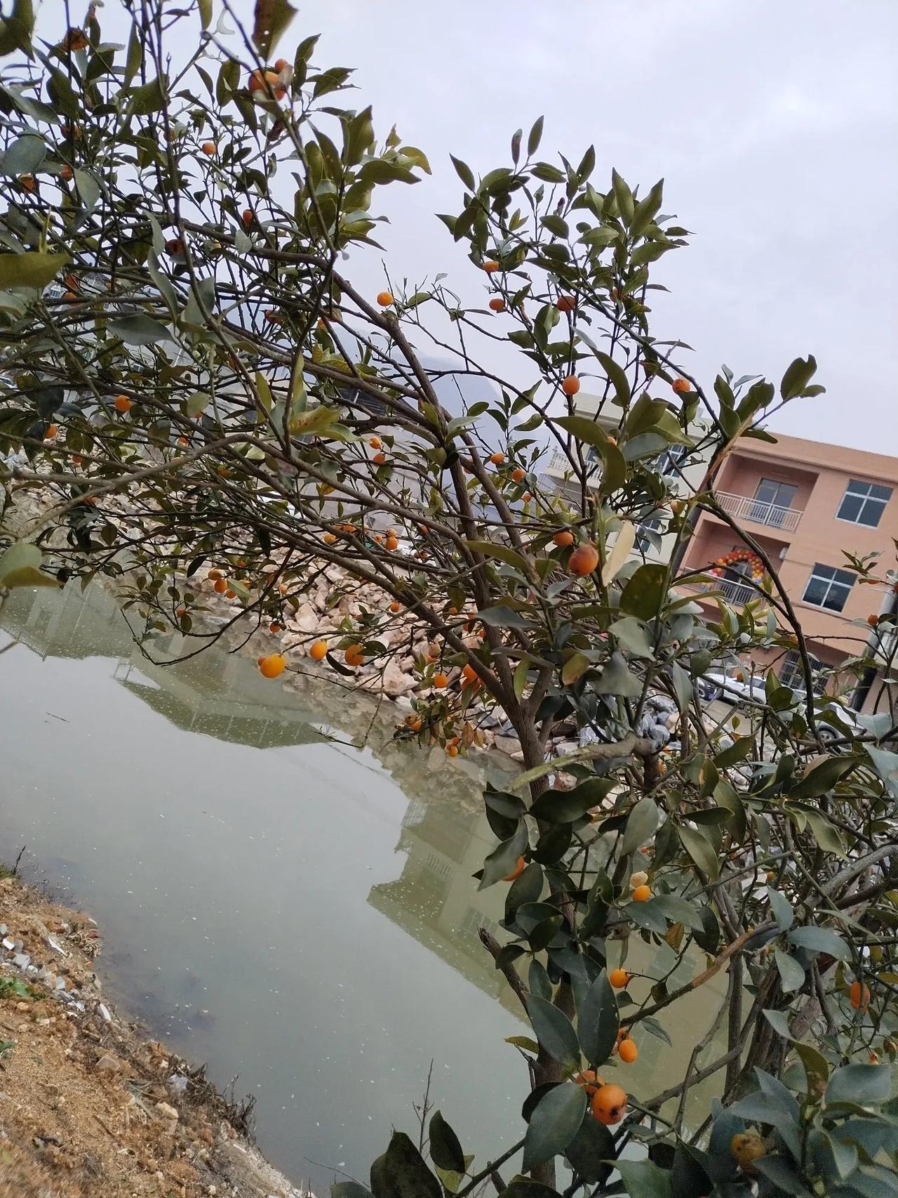 母亲打来电话告诉我家里夏枯草卖了！
 我问卖了多少钱？妈妈说：“才5000多块，