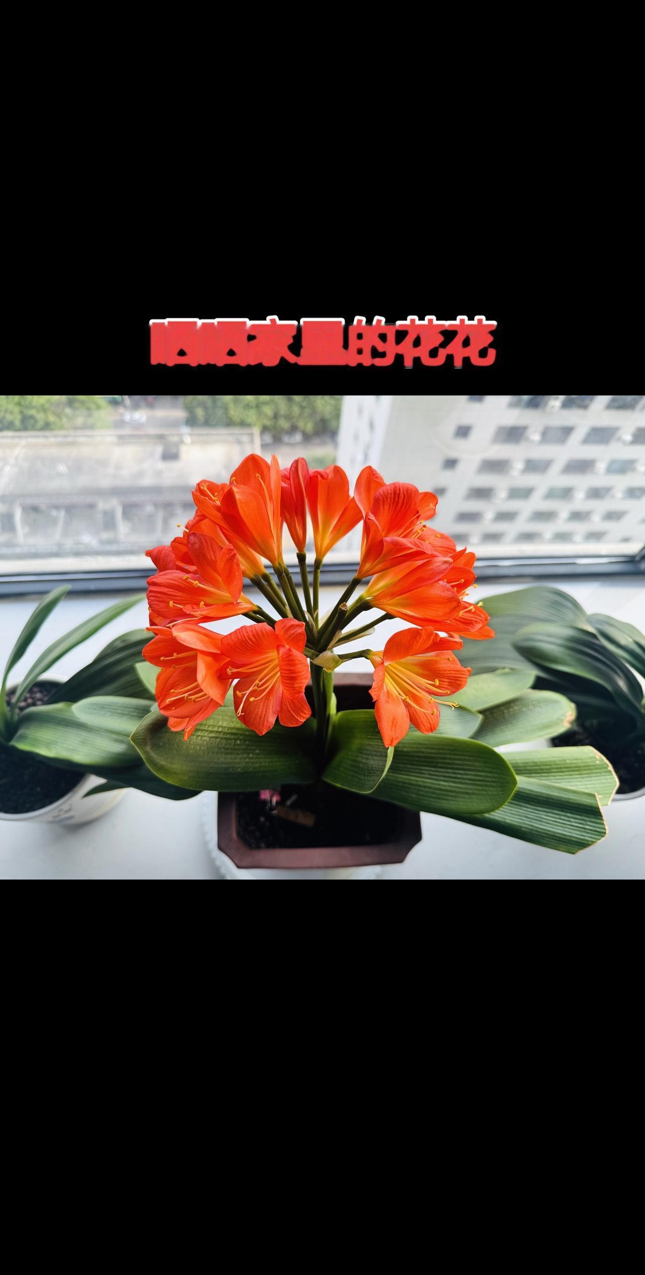 开的真圆！