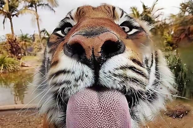 仄仄仄）笑面虎，
平平平）波斯猫。
横批：《虎与猫》