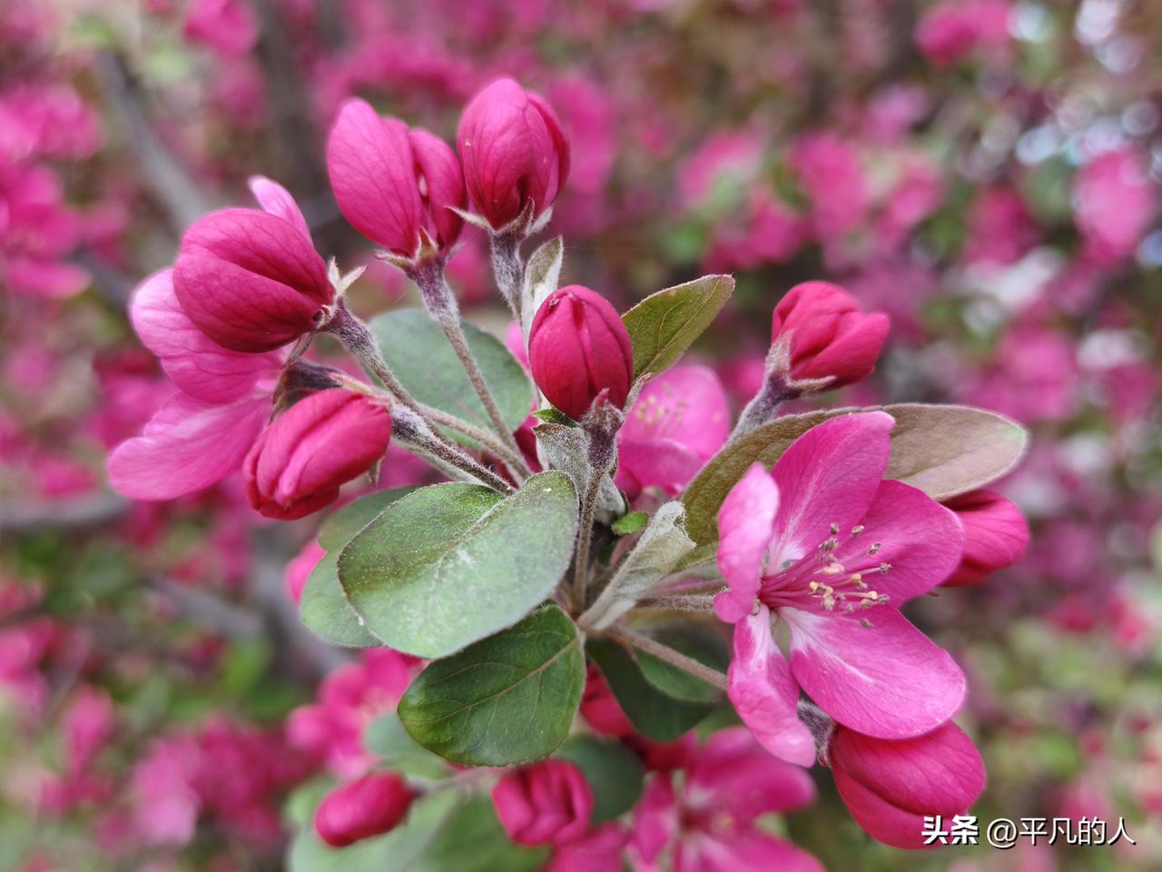 分享一下随便拍的花