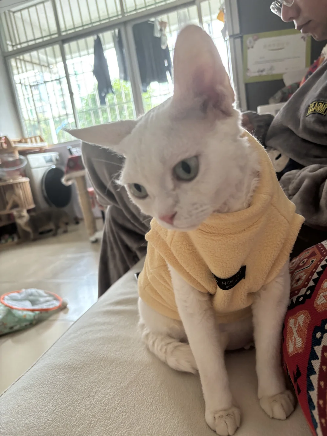 六点多被猫吵醒的养猫人