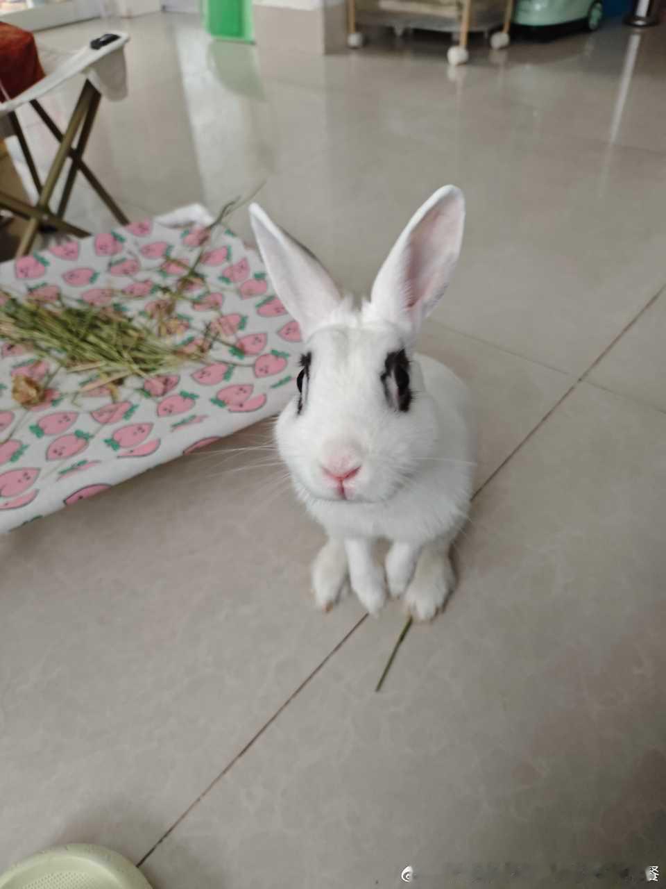 15057🐇【】我吃汉堡的时候拆包装，这个大馋鬼本来是趴着的，立马就站起来了[