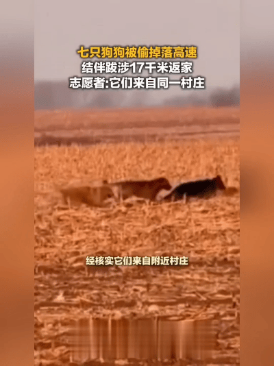 看呆！7只小狗被偷后高速上集体“越狱”，瘸腿同伴被护在中间，17公里回家路看得人