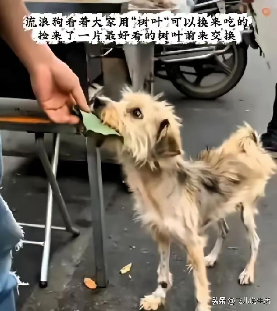 无数善良的人看完瞬间泪目！
 
一只饿到瘦成纸片、浑身单薄的流浪狗，饿得奄奄一息