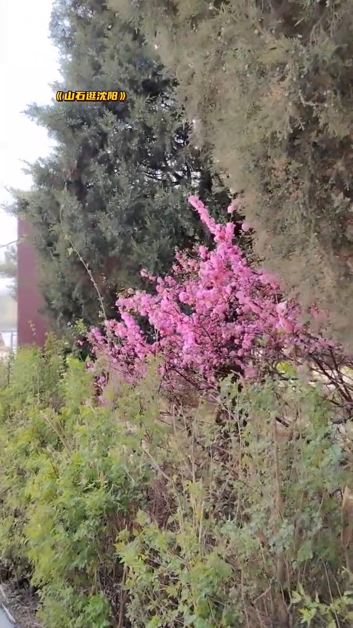 《山石逛沈阳》。
沈阳劳动节。
