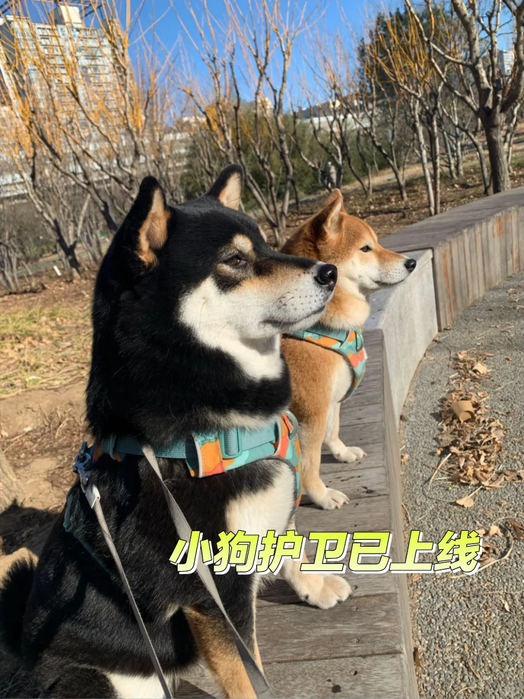 这俩每天在公园里执勤呢
