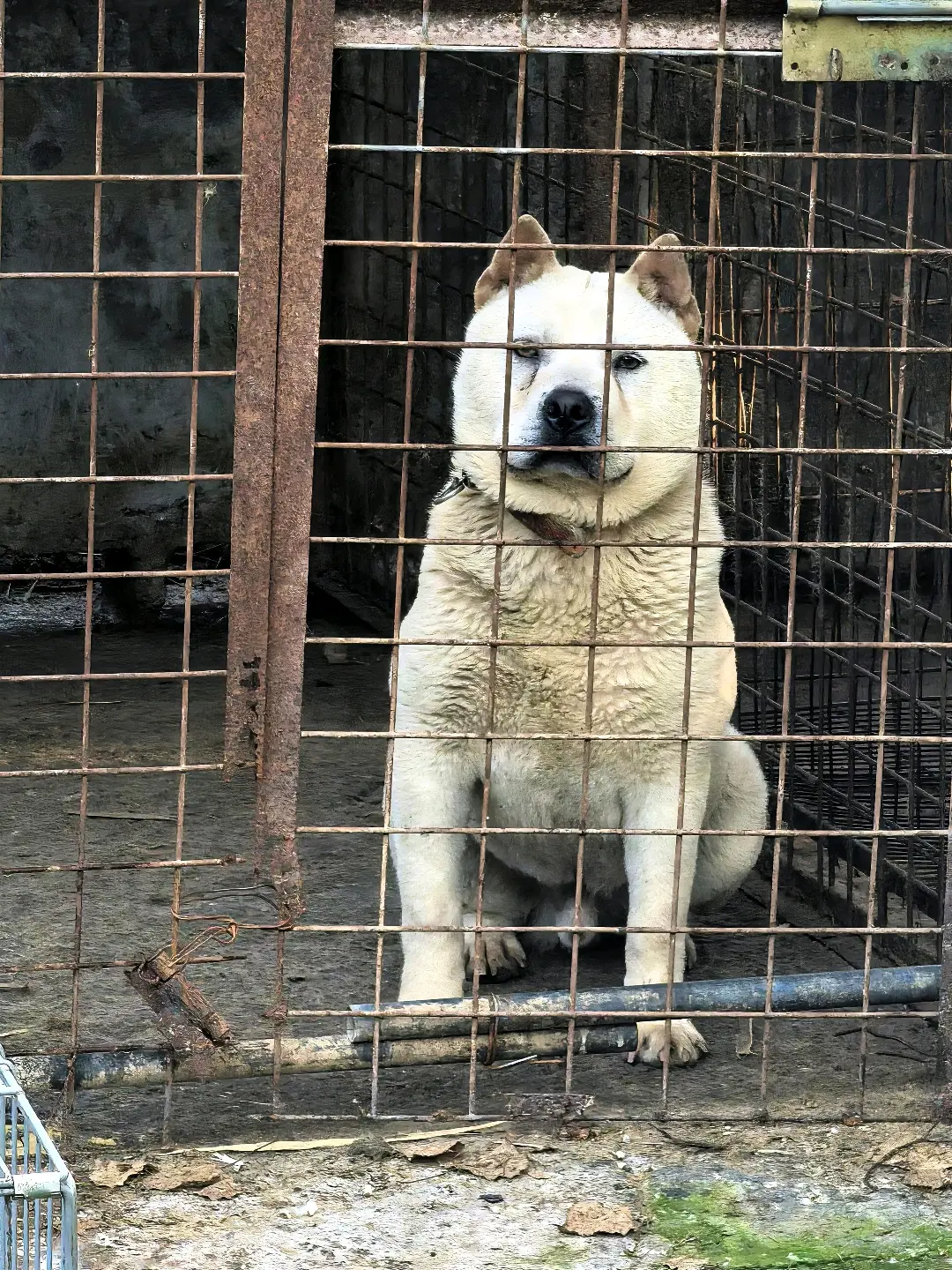 豆包AI 农村土狗 保护中华田园犬 家有中华田园犬 喜欢中华田园犬请关注