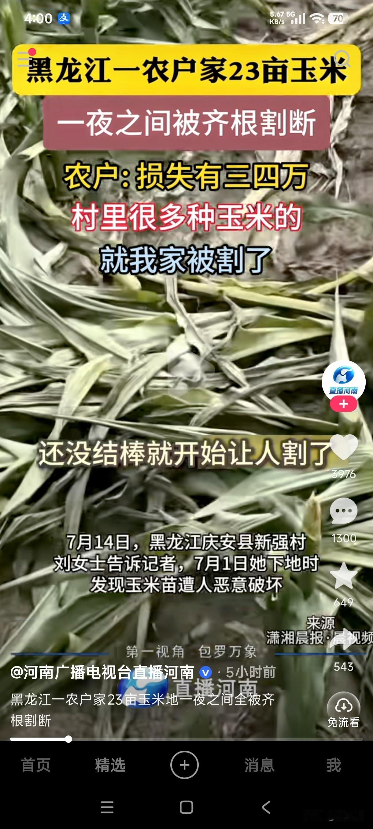 遭天杀的真是坏透了……
黑龙江一农户家23亩玉米一夜之间被齐根割断，村里那么多种