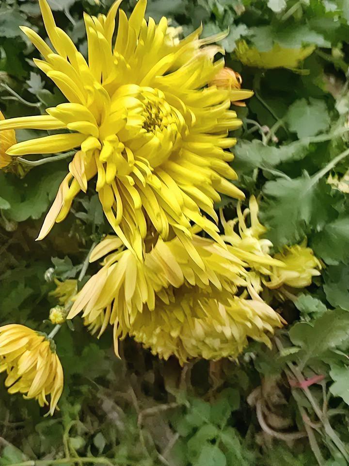 ‘
风裹着桂香的余韵掠过檐角时，秋就沉到了骨里。院墙边的菊，是这节最不肯收敛的笔