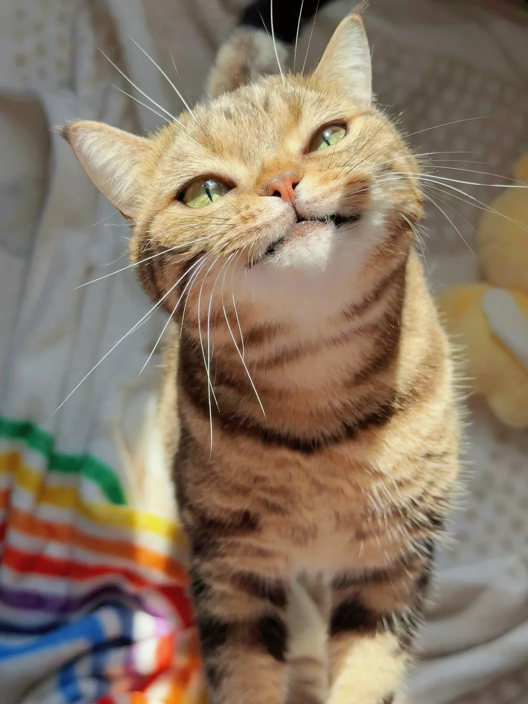 这角度只有小猫咪可以抗住的可爱暴击