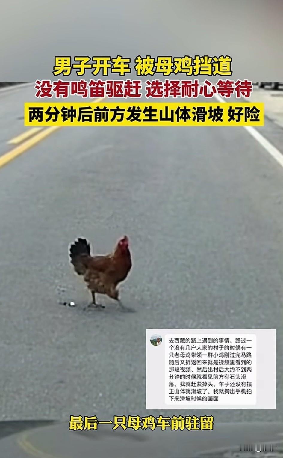 都说好人有好报，
万物皆有灵，
这你不得不信，
一男子驾车从四川自治区芒康县路过