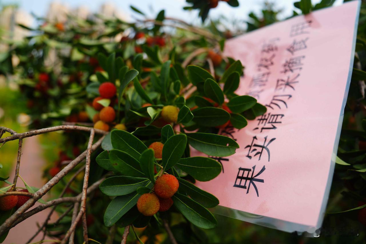 这些杨梅明明打了药，为什么还有人去摘着吃，甚至还带着小朋友一起去，难道不知道不健
