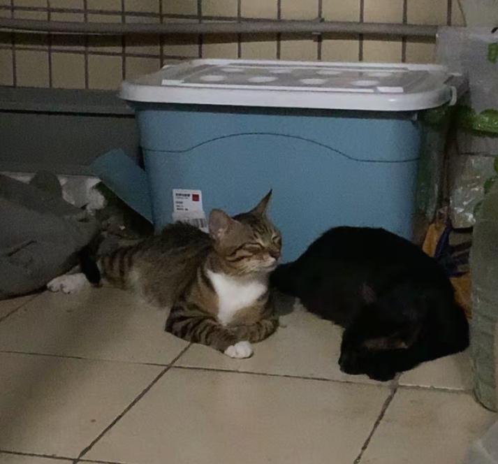 这两只猫咪姿态不一样：
白围脖狸花猫：前爪规整收在身前，上半身抬着，眼睛半眯，保