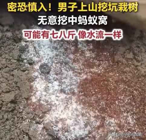 男子栽树惊扰蚂蚁“王国”

近日，一男子上山栽树时，一锄头下去竟挖中了蚂蚁窝。瞬