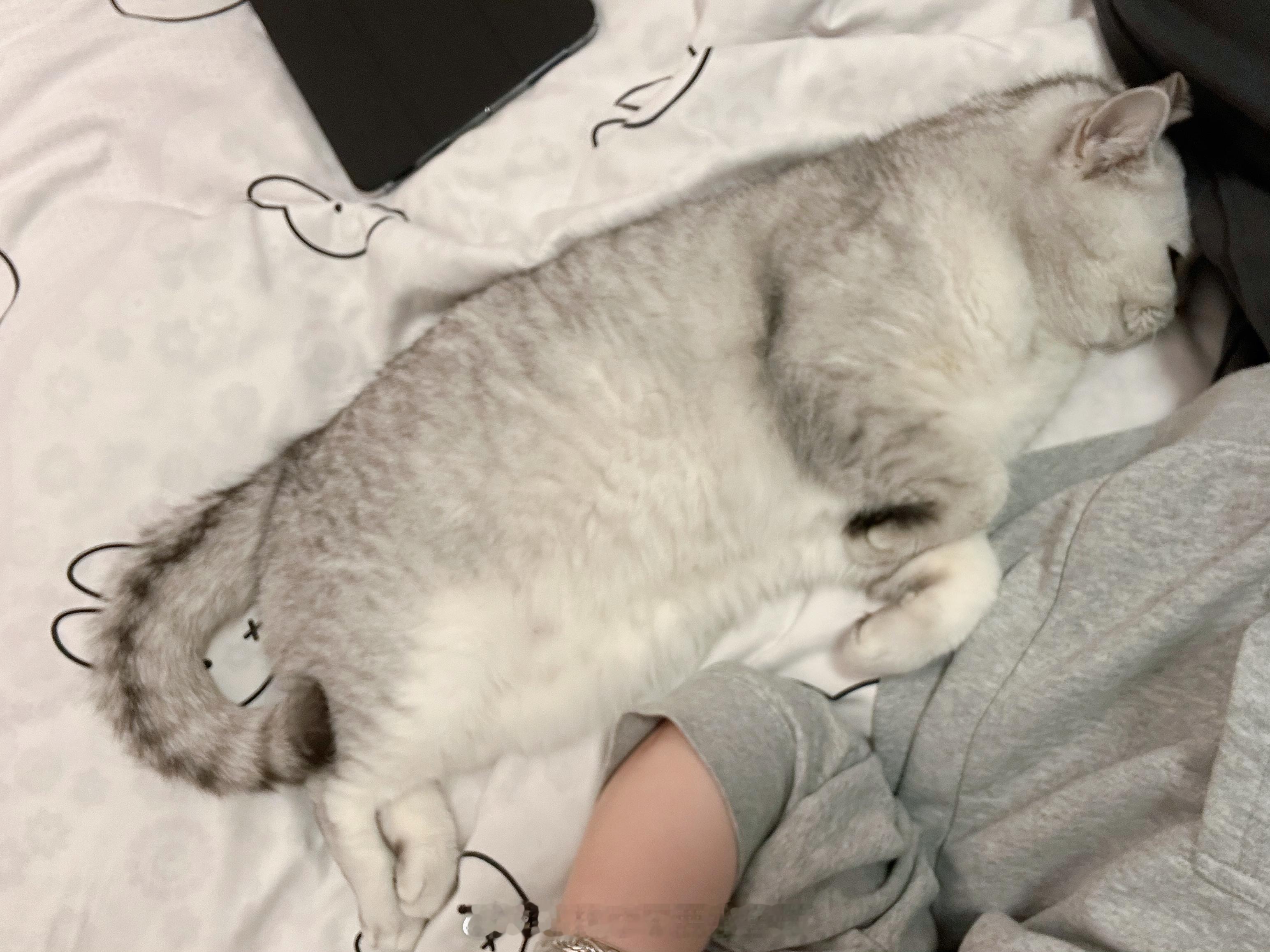 就是一种莫名其妙的搞笑谁懂[哈哈]#年糕才不要小鱼干[超话]##春日萌宠随手拍#