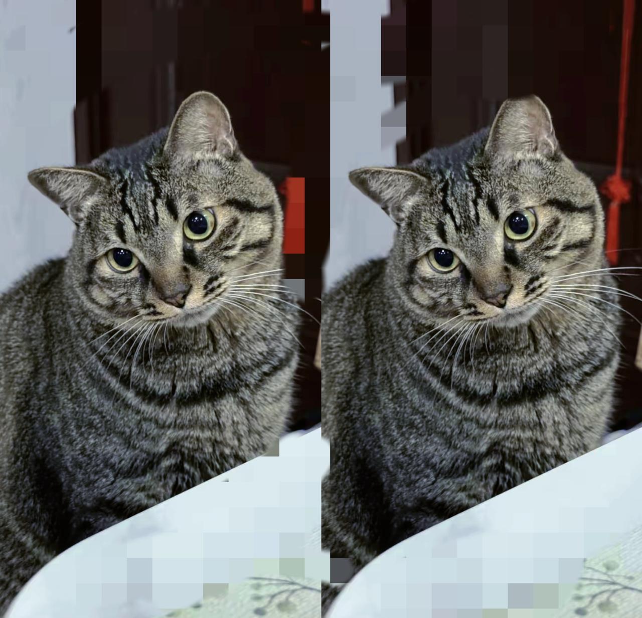 破防了！
        养老院外徘徊一月的狸花猫，眼里藏着对八旬主人的执念，这