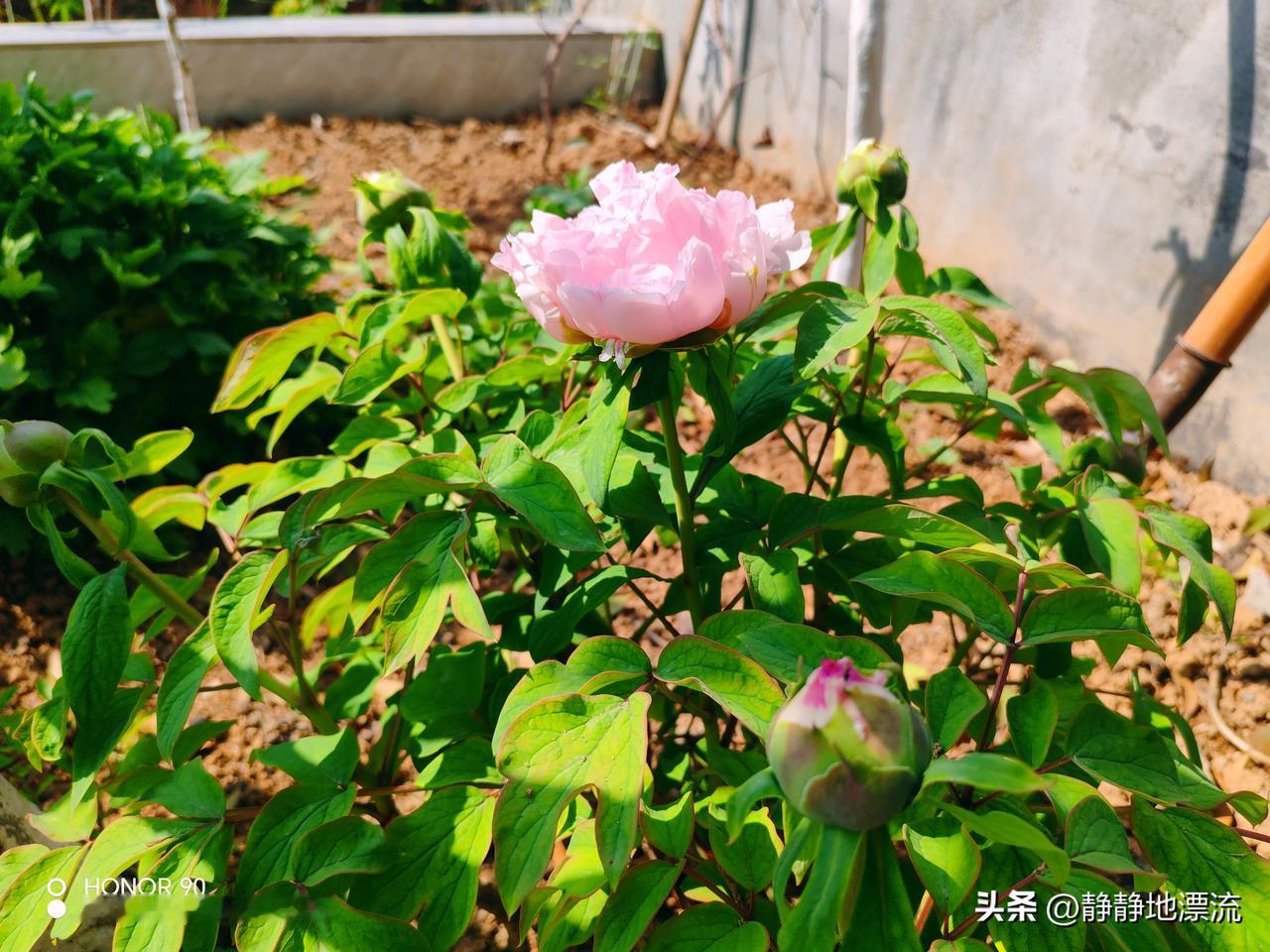 父亲住院37天女婿陪37天，儿子只来2次，出院当天儿子开车接他，儿子：爸，你给我