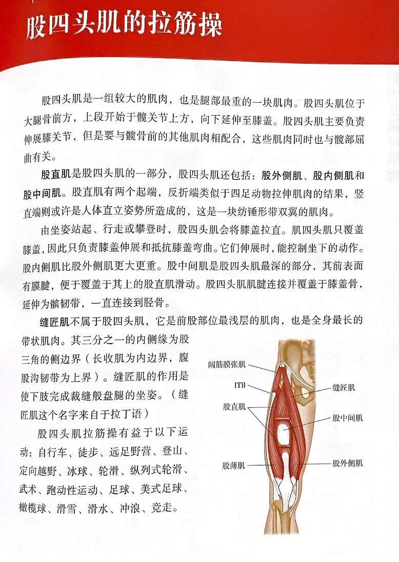 股四头肌的训练