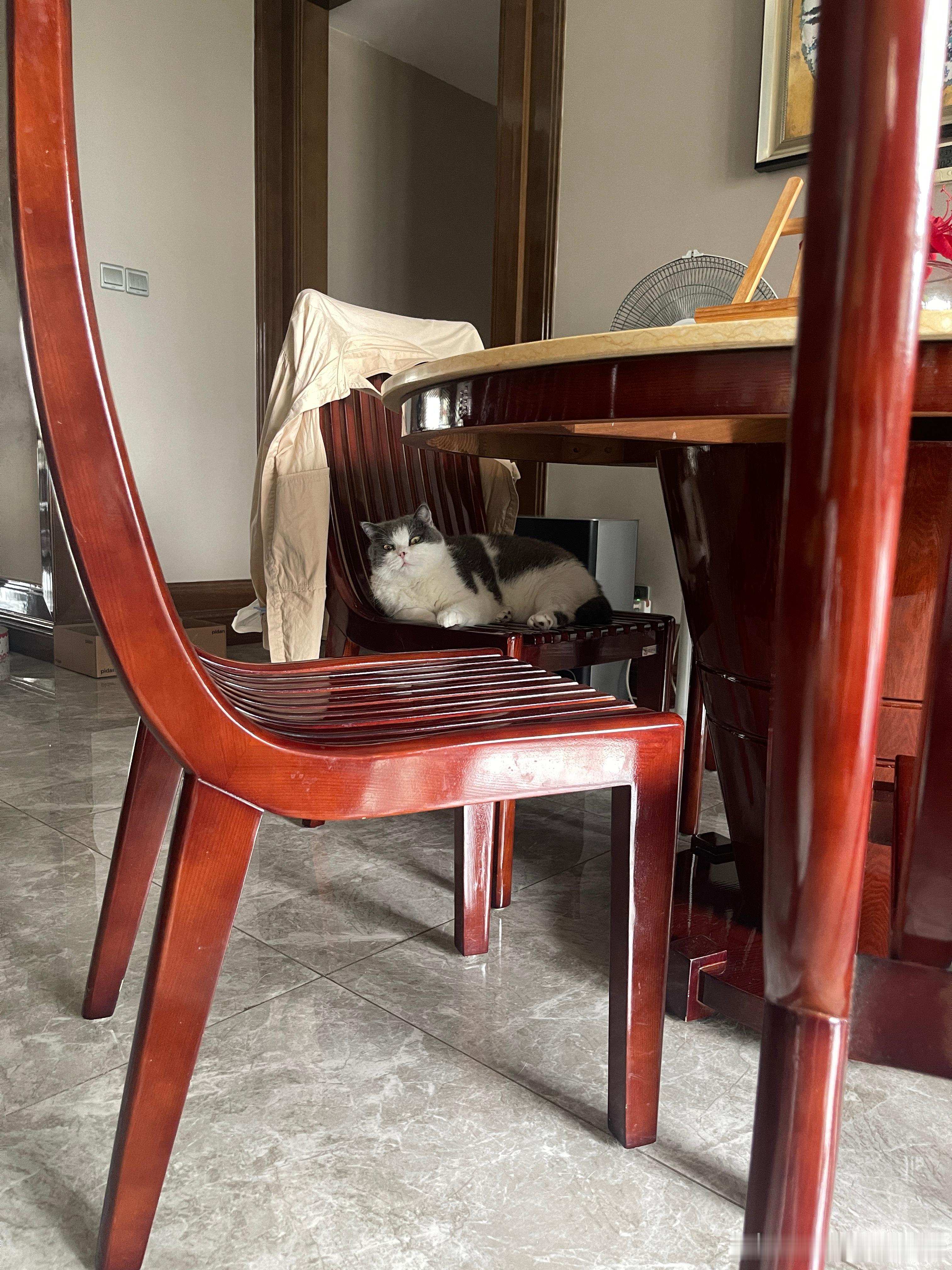 但妈妈和豚豚腻歪时 圆圆在旁边就这样： 