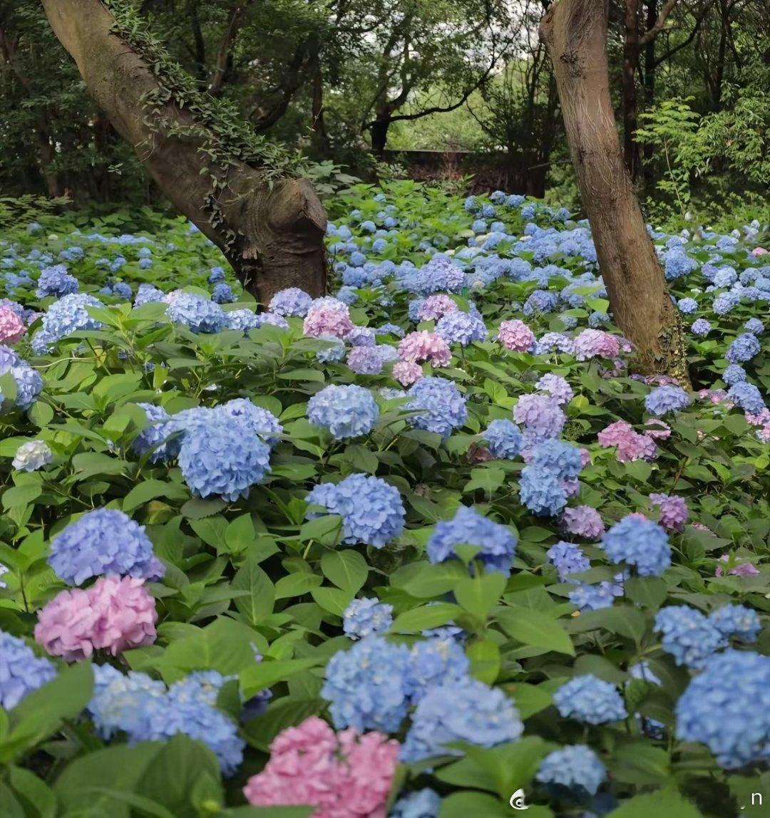 种植绣球花1. 栽培方式：腐叶土+泥炭土+松树皮+珍珠岩，疏松肥沃微酸性土；根系
