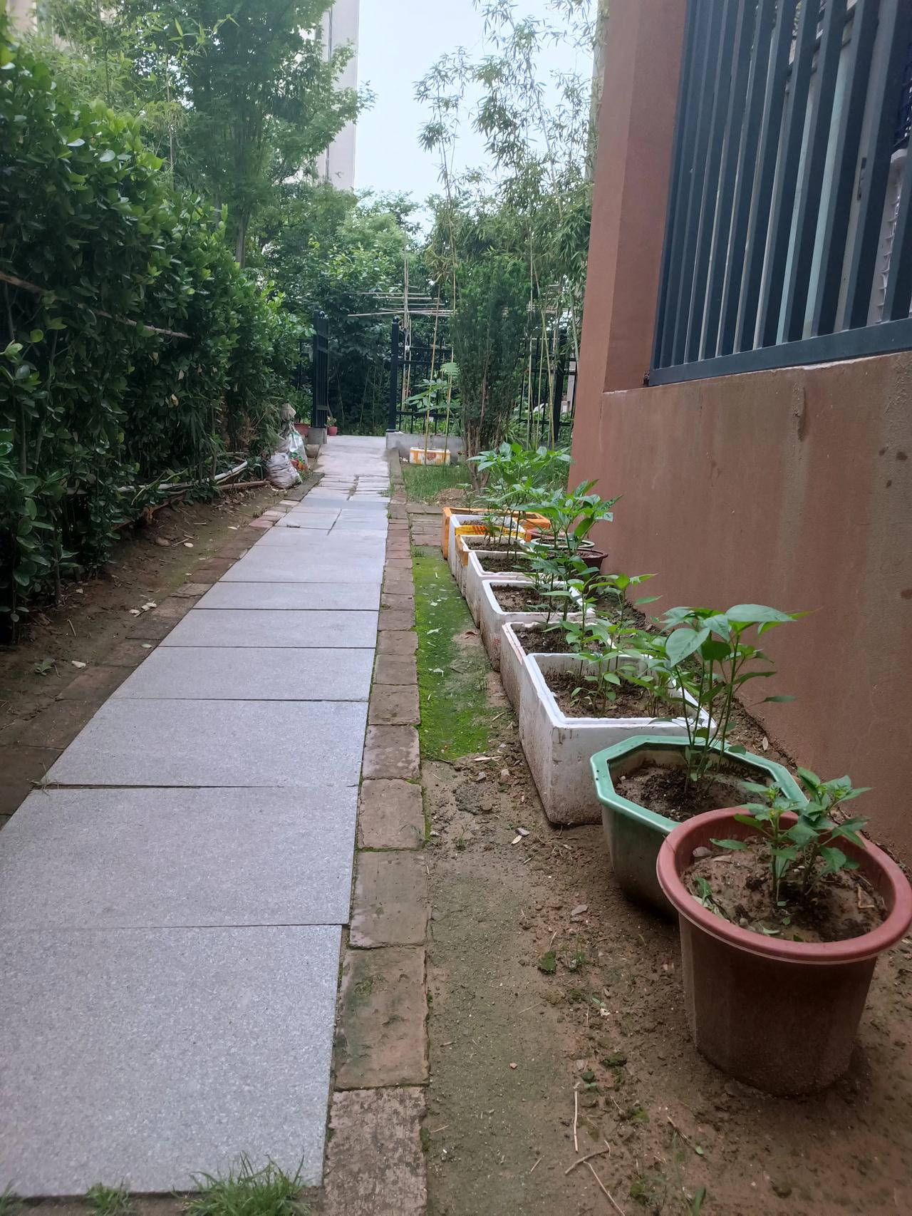 🥬 自家菜园 🥬
闲院开畦种青蔬，
朝来暮去细心护。
藤蔓攀枝瓜果旺，
满园