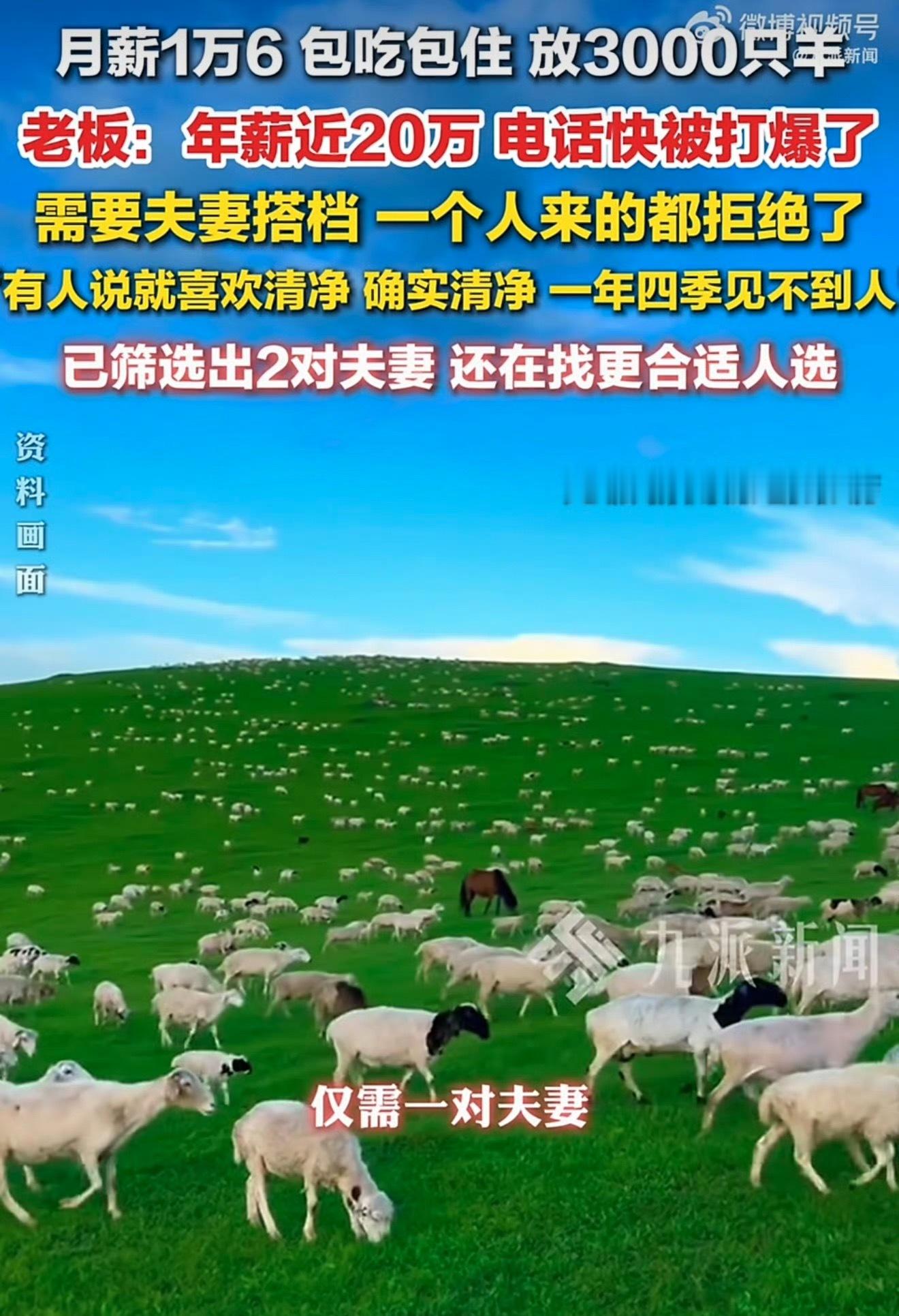 两人看3000只羊，全年无休。最佳员工：灰太狼+红太狼月薪1.6万放羊已筛选出2