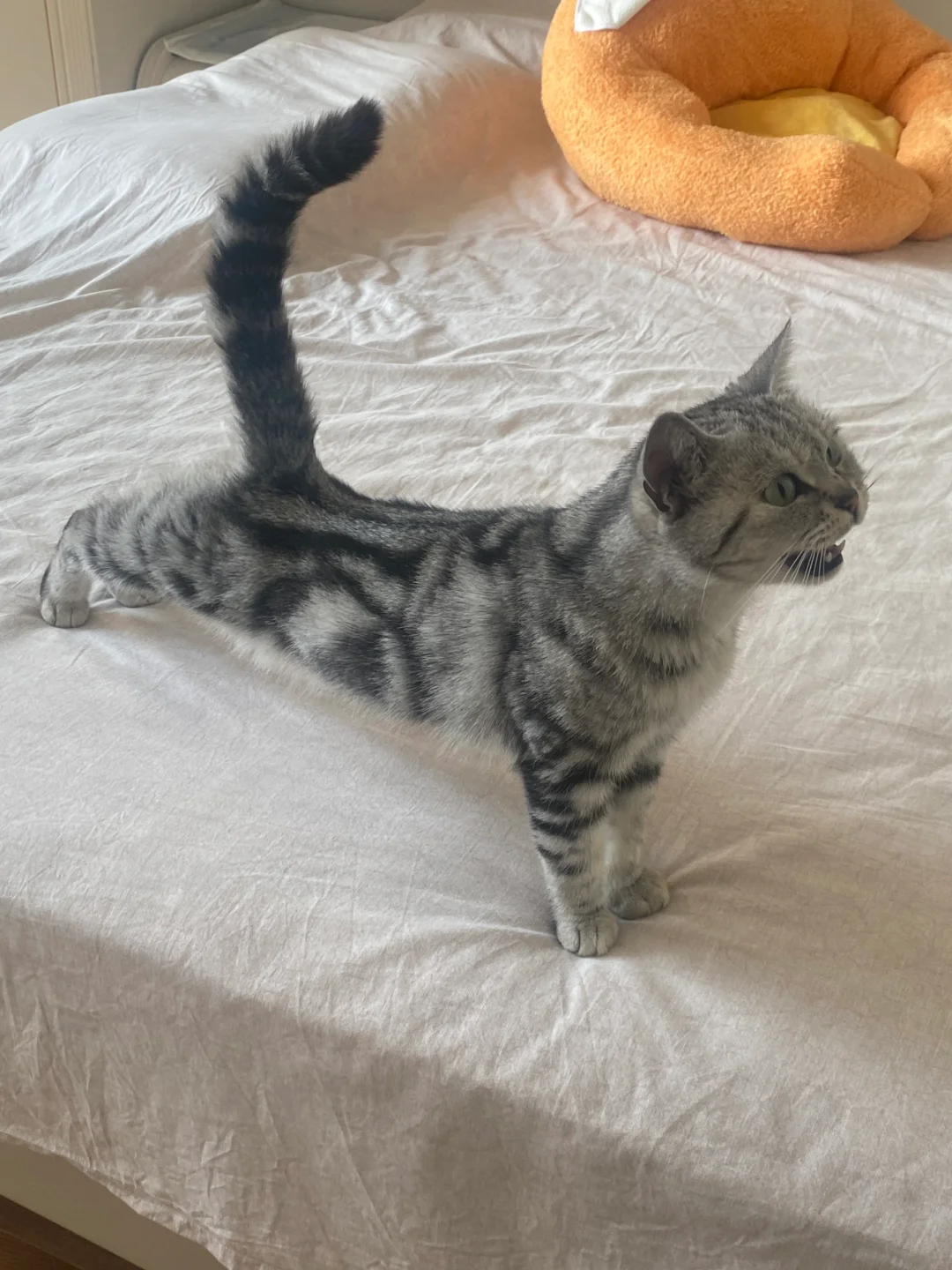 北京本地美短猫咪免费领养！