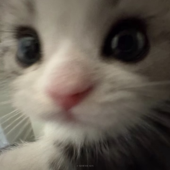 田曦薇 一只猫 就是我的全部呀🐈⬛ 