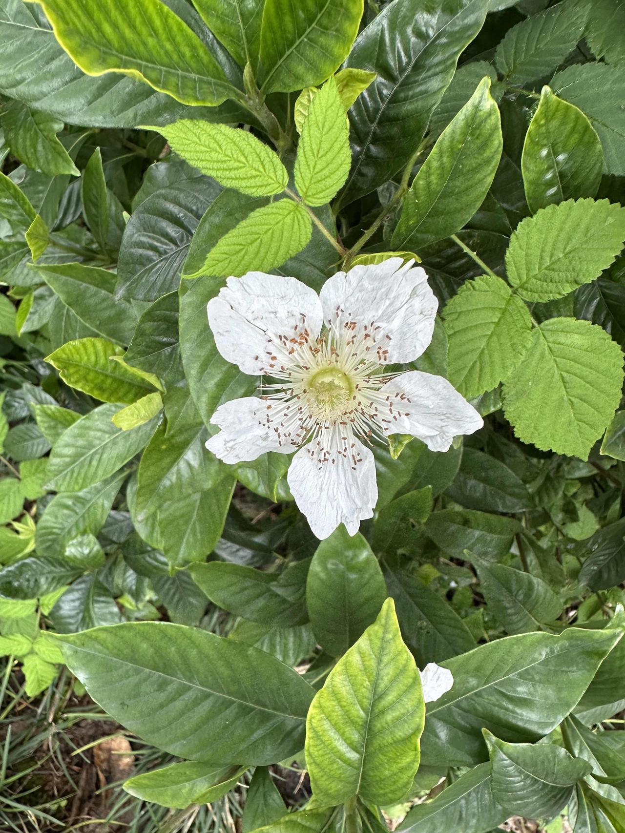 匆匆路过，惊鸿一瞥：栀子树油亮的绿叶间一朵洁白的鲜花特别醒目，难道栀子花就开了吗